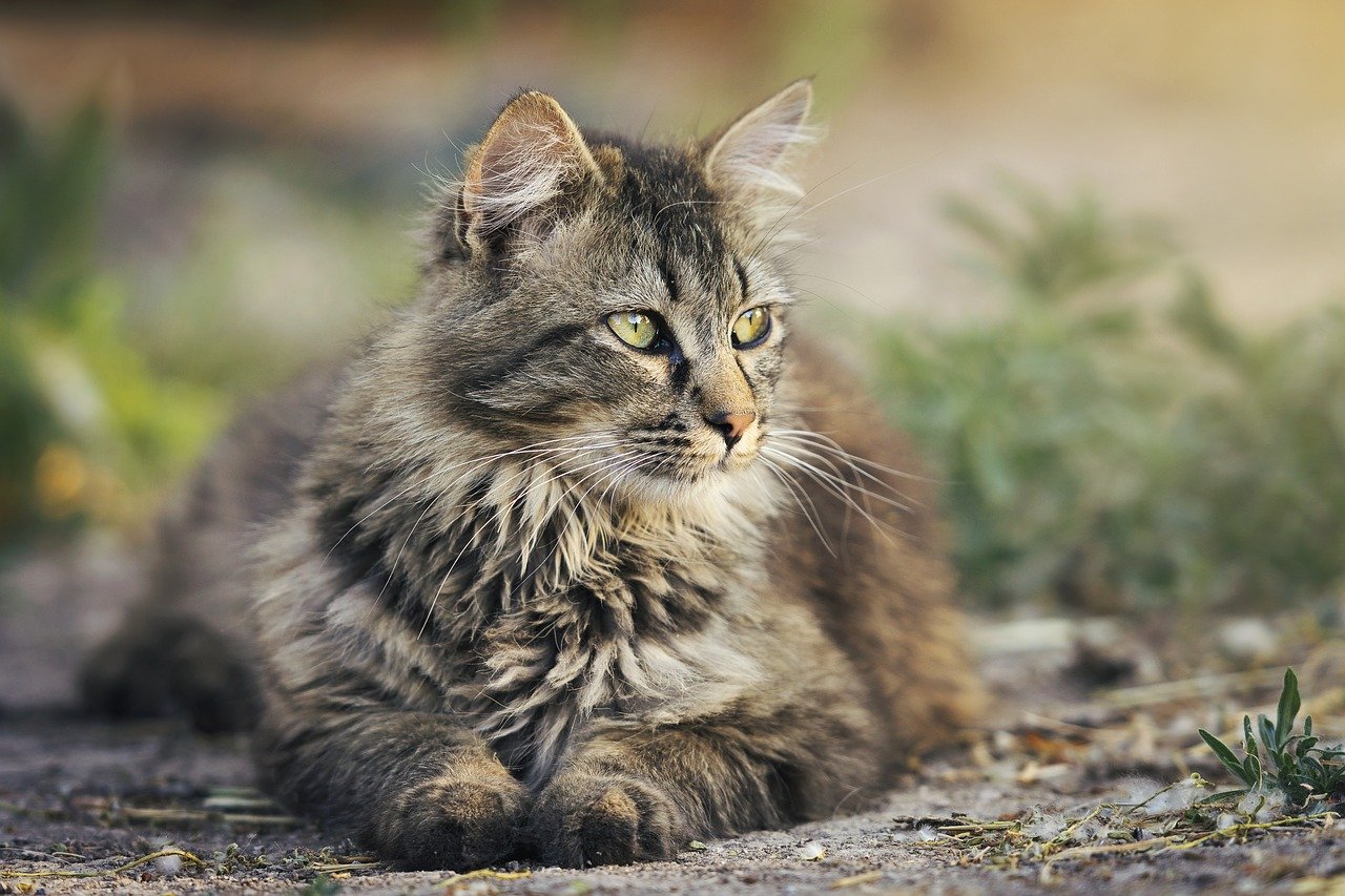 cat 3449999 1280