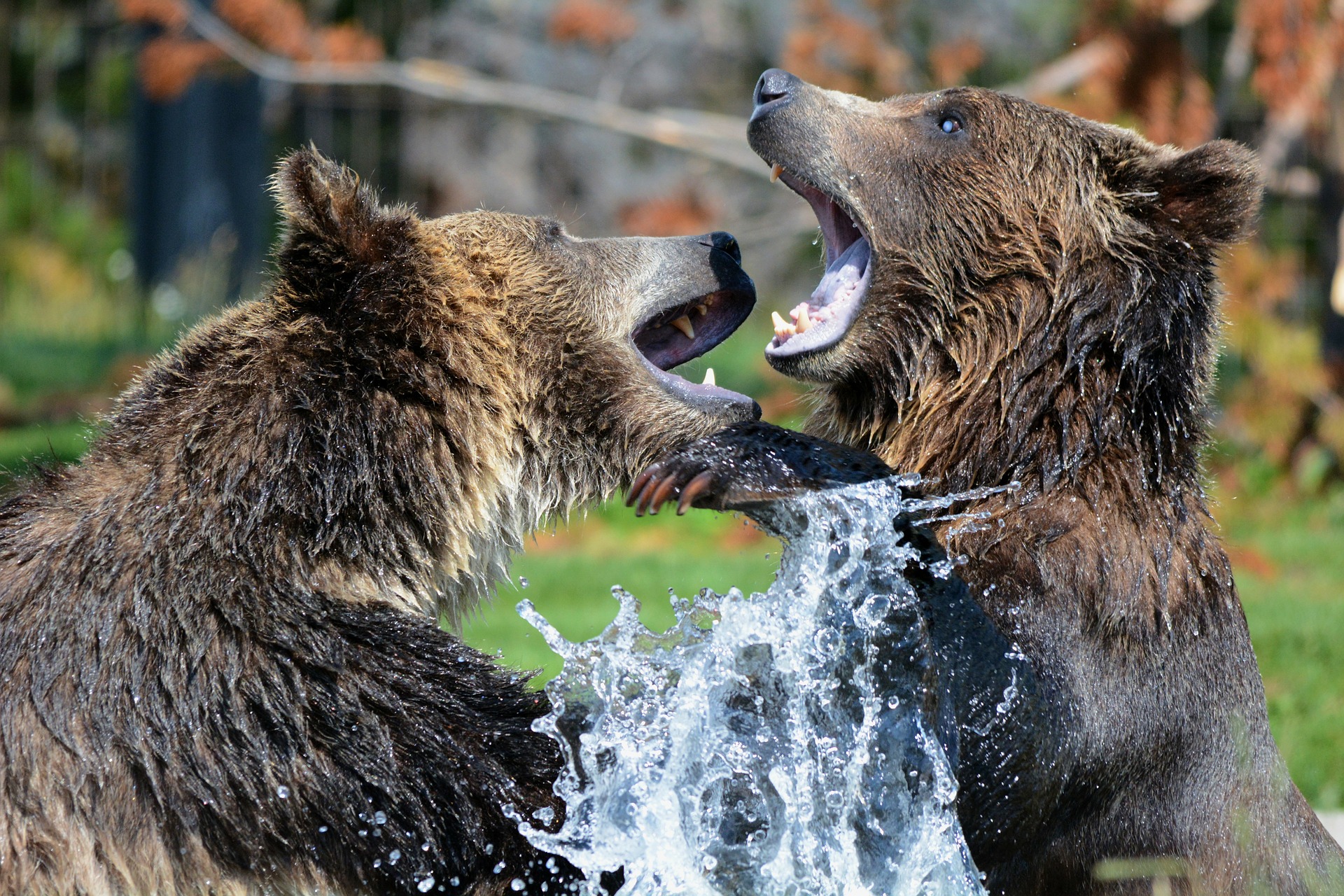 grizzlies 210996 1920