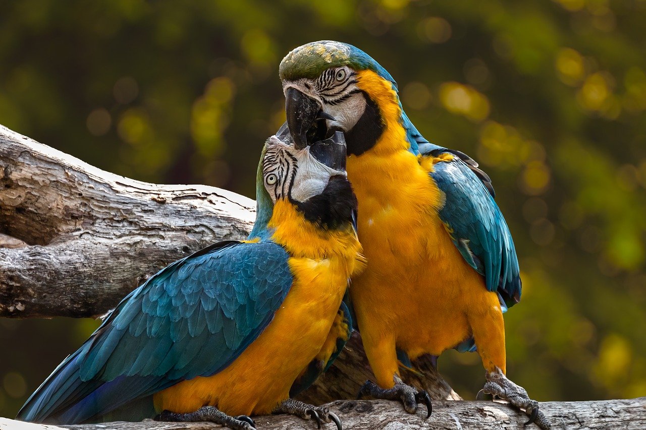 parrots 3427188 1280
